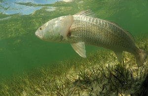 southwest-florida-fishing